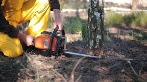 How Our Tree Care Process Works  in  Union Hill Novelty Hill, WA